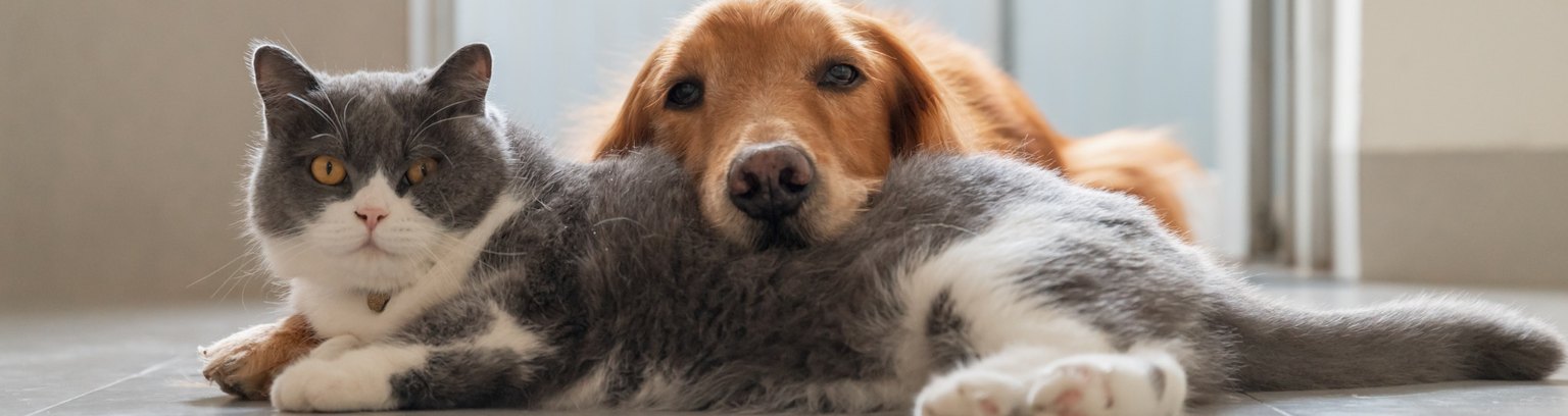 Close-up of a cat and dog lying face to face