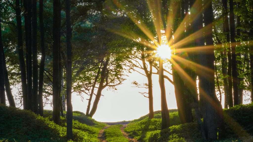 Sunlit dirt path winding through a green forest with sun rays bursting through the trees